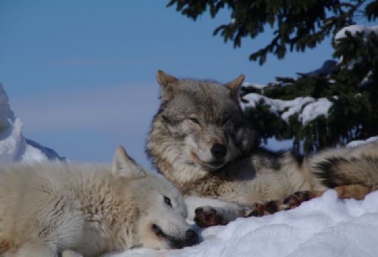 美瑛孤独树+白须瀑布+旭川动物园+森林精灵露台【包车游】【当地专业“老司机”，靠谱贴心服务，详细了解日本当地风土人情】