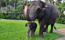 巴厘岛大象公园-巴厘岛-AIian