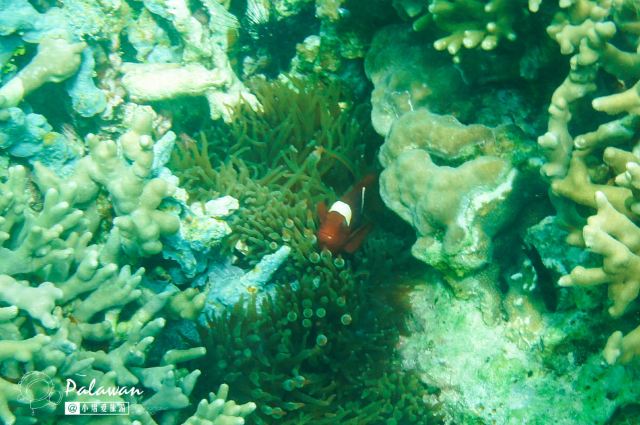Malwawey Coral Garden