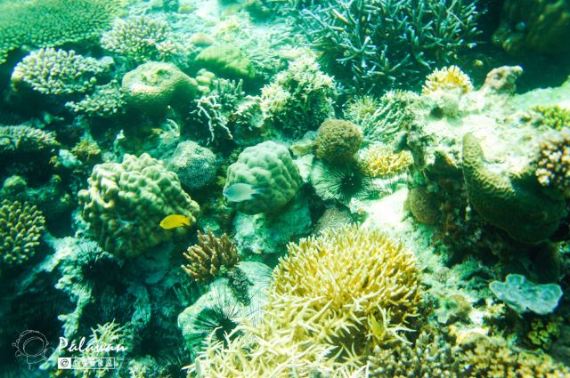 Malwawey Coral Garden