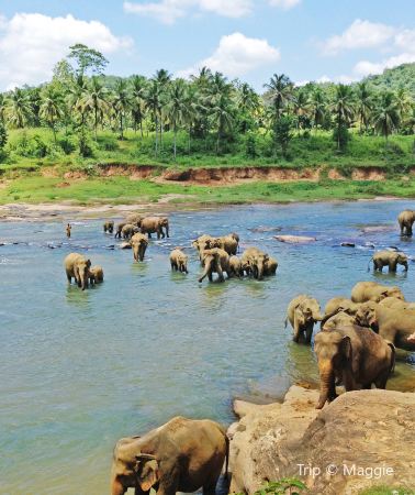 6D4N • Sri Lanka+Colombo + Pinnawala Elephant Orphange + Royal Botanical Garden + Kandy Temple + Kandy + Mirissa Whale Watching + Turtle Hatchery + Galle Fort + Stilt Fishing