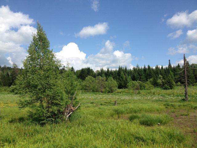 West Slope of Changbai Mountain Scenic Area