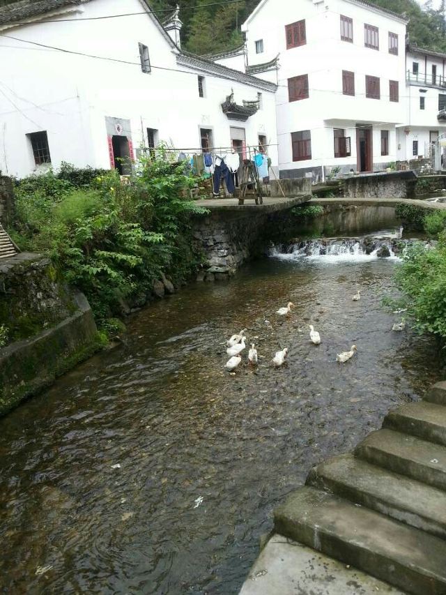 芹川村
