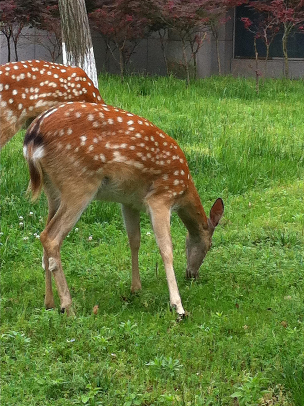 偶见鹿儿在自由的散步吃草,拍下.