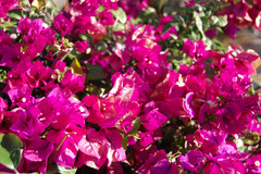 大理白族自治州游记图片] 青岛-昆明-大理-丽江，千里走单骑，一个人的云南之旅。