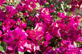 青岛-昆明-大理-丽江，千里走单骑，一个人的云南之旅。