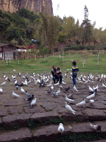 【七律】《游武夷山水帘洞》庄灿煌