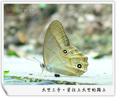 【鸾飞游记】大梦江南（7）