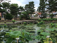 京都游记图片] 走遍京都（大相国寺－上御灵神社－下鸭神社－河合神社与鸭川公园）