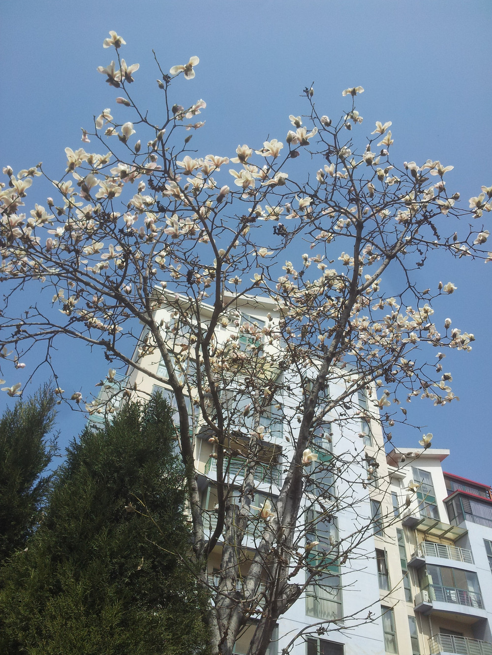 随手拍!烟台黄海城市花园的小玉兰花