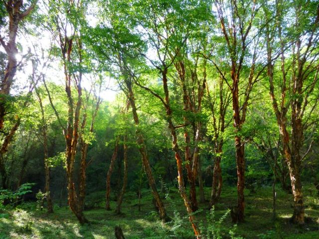 北山國家森林公園