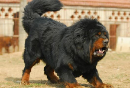 中国藏獒观赏园总园景点图片