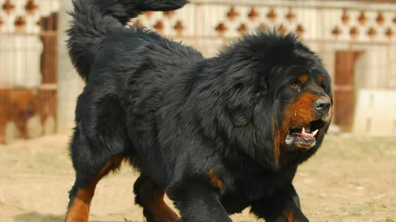 中國藏獒觀賞園總園