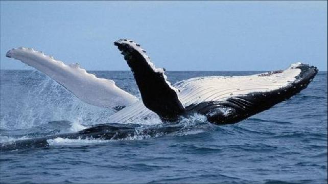 日本名古屋 冲绳3日2晚跟团游(3钻)·周游美丽海水族馆 首里城 搭船看