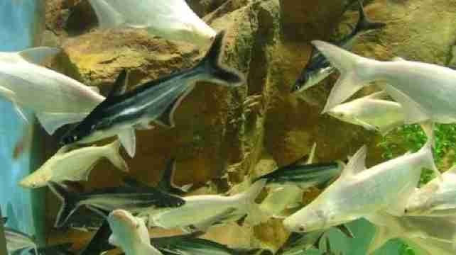 临汾尧庙海洋乐园门票