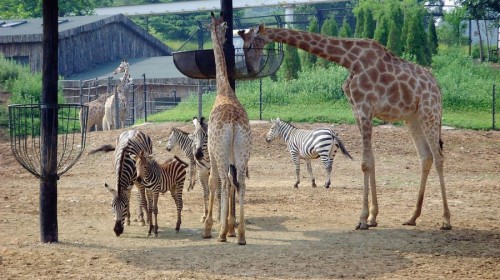 大连荷泰酒店2晚+可加购大连森林动物园\/大连