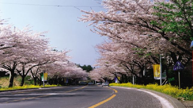 游好点啊~ 订韩国机票怎黱没有积分呀 在韩国买机票 从济州岛到首尔