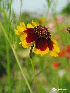 Celia Thaxter's Garden-基特里