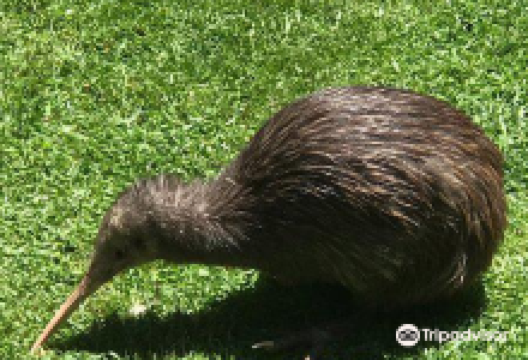 Whangarei Native Bird Recovery Centre景点图片