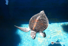 National Mexican Turtle Center景点图片