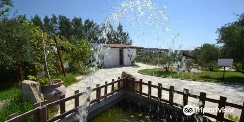 Oleastro olive park and museum