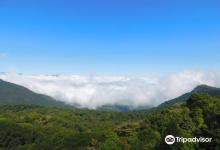 Anamudi Shola National Park景点图片