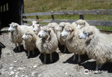 The Point Sheep Shearing Show-凯库拉