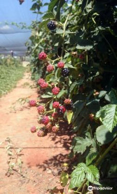 Bon-Af Berry Farm-Northern Free State