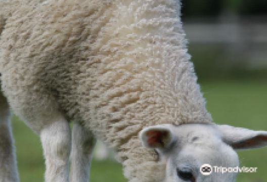 Manor Organic Farm景点图片