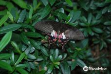 蝴蝶园与昆虫王国-苏梅岛