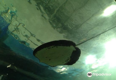 Si Sa Ket Aquarium-Mueang Tai
