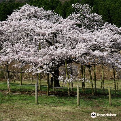阿苏山+草千里+一心行的大樱花树+观音樱一日游