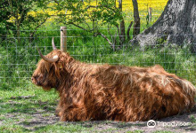 Manor Farm Park & Woodlands景点图片
