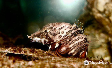 Discovery Passage Aquarium-坎贝尔河