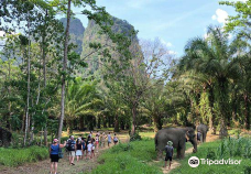 Khao Sok Elephant Sanctuary-Khlong Sok
