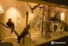 Naturmuseum Olten景点图片