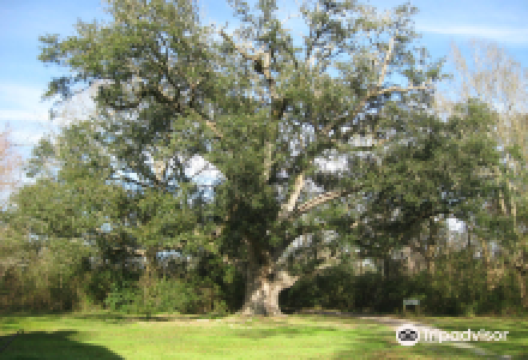 Evangeline State Park景点图片