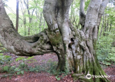 Nakajimadai Shishigahana Marsh-仁贺保市