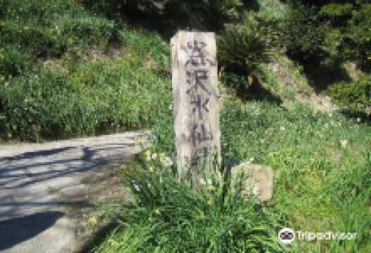 谷沢水仙郷景点图片