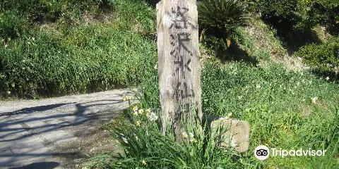 谷沢水仙郷