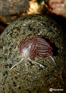 Discovery Passage Aquarium-坎贝尔河