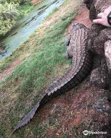 Kwena Crocodile Farm-太阳城