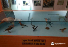 Rajiv Gandhi Regional Museum of Natural History-瑟瓦伊马托布尔