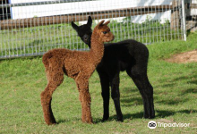 Faraway Farm Alpacas景点图片