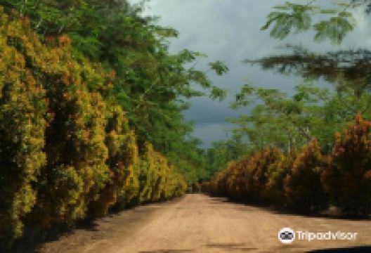Bangka Botanical Garden景点图片