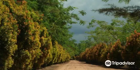 Bangka Botanical Garden (BBG)
