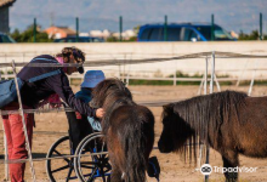 Easy Horse Care Rescue Centre景点图片