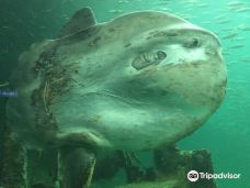 北海博物馆-希茨海尔斯