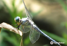 Wilson M. Powell Wildlife Sanctuary景点图片