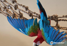 Parrot Partner景点图片